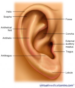 outer-ear